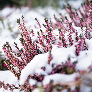 arbusto-floracion-de-invierno