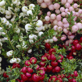 gaulteria-gaultheria-plantas