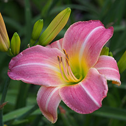 hemerocallis-catalogo