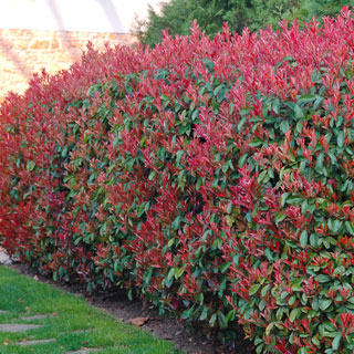 fotinias-photinia