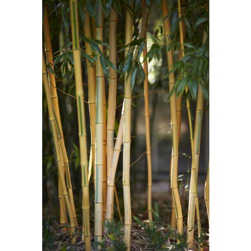 Los bambúes en maceta