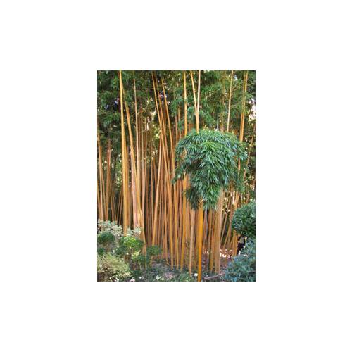 Los bambúes