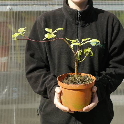 Cornejo de las pagodas con hojas variegadas