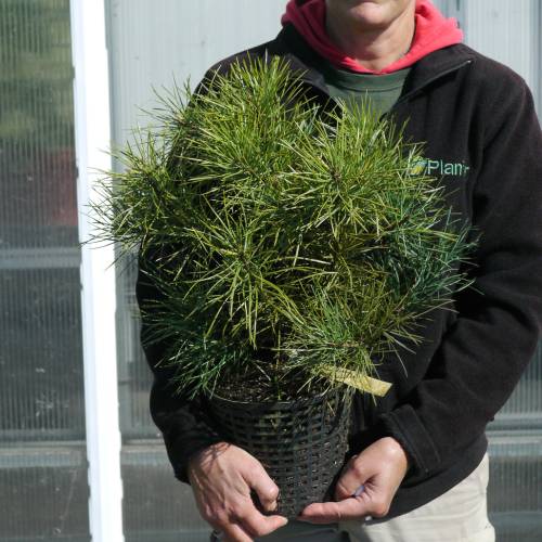 Pino chino de Bunges