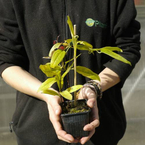 Clem�tide armandii