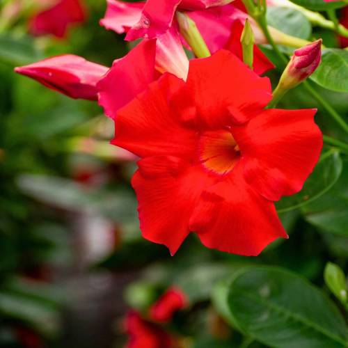 Dipladenia Rojo