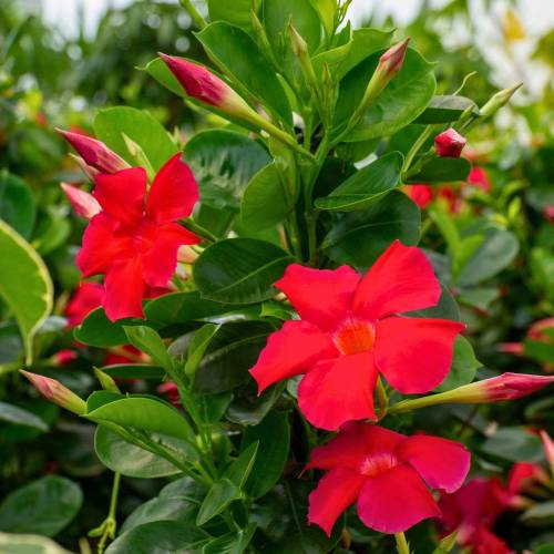 Dipladenia Rojo