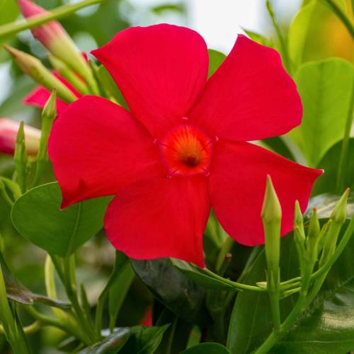 Dipladenia Rojo