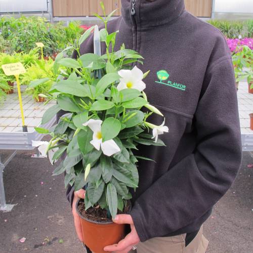 Dipladenia blanco