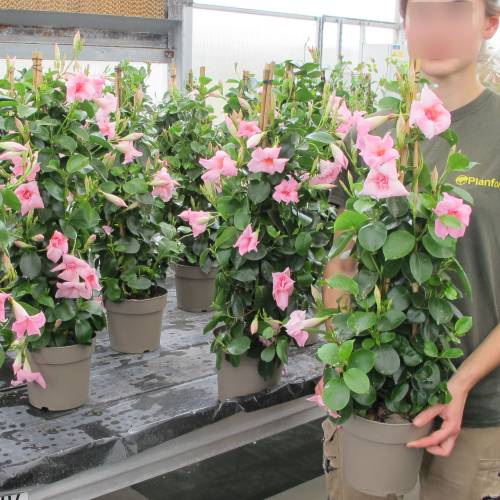 Dipladenia rosa