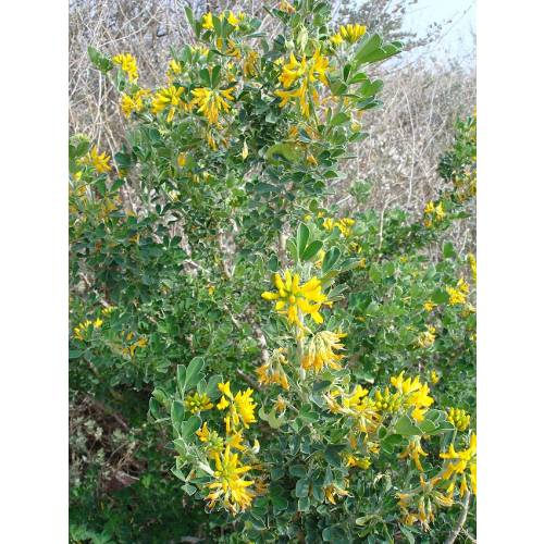Alfalfa arb�rea