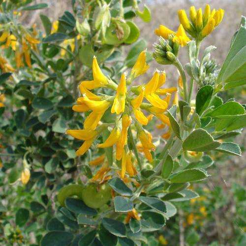 Alfalfa arb�rea