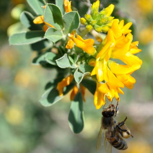 Alfalfa arb�rea