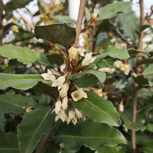 Kit Seto florecido 'Emma'