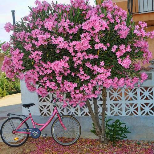 Adelfa rosa