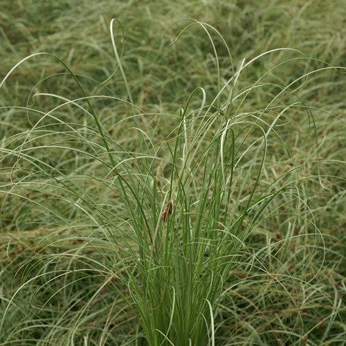 Carex 'Frosted Curls'
