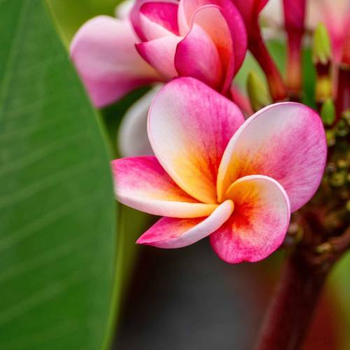 Frangipani rosado