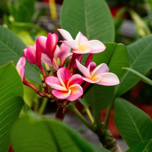 Frangipani rosado