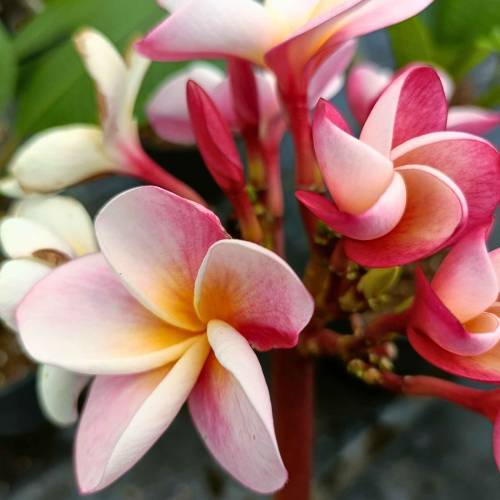 Frangipani rosado