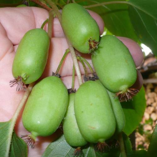 Kiwi�o autof�rtil 'Issai'