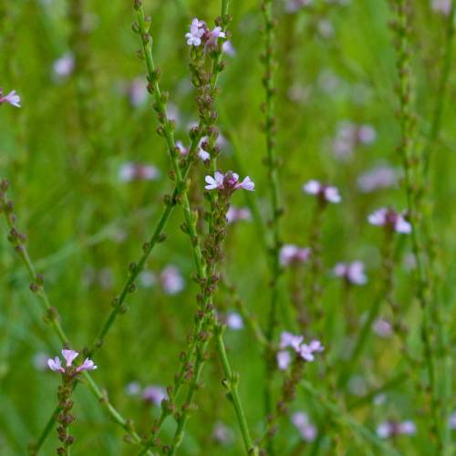 Verbena oficinal