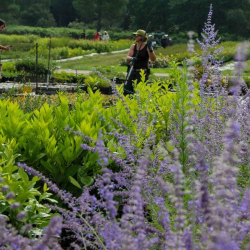 Salvia rusa 'Blue spire'