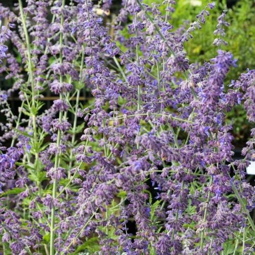 Salvia rusa 'Blue spire'