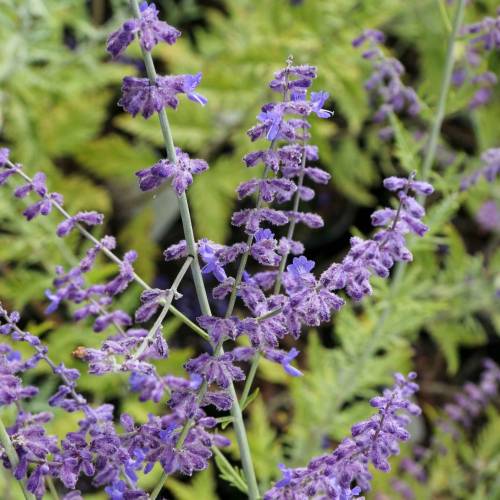 Salvia rusa 'Blue spire'