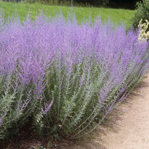 Salvia rusa 'Blue spire'
