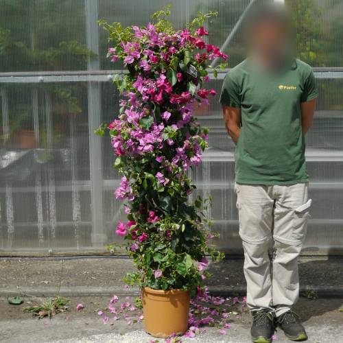 Buganvilla malva