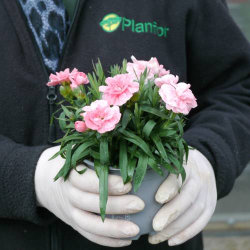 Clavel coronado rosado