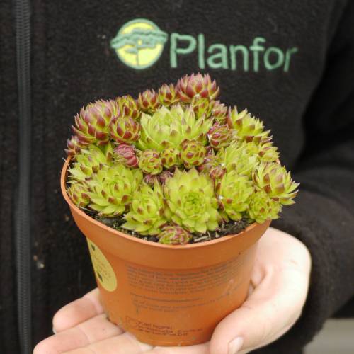 Barba de Jove sempervivum, Siempreviva