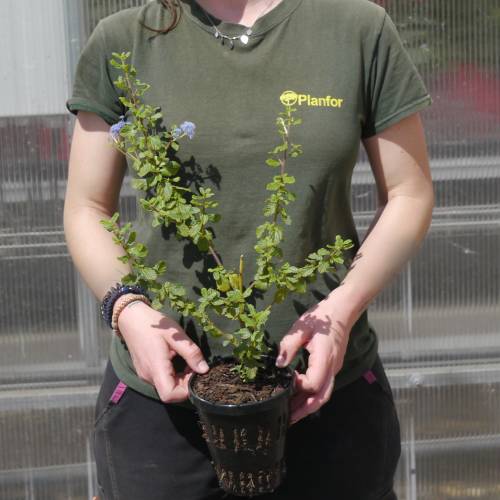 Ceanoto 'Burkwoodii'