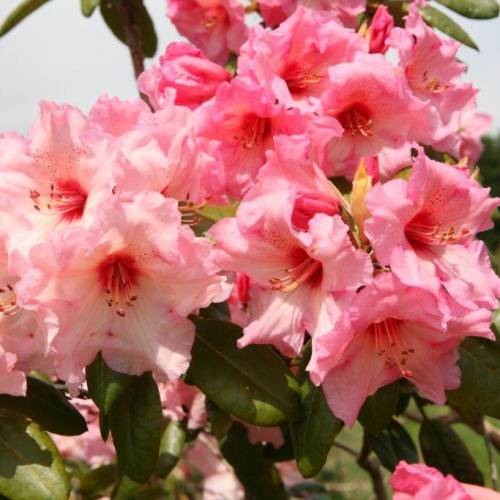 Rododendro rosa 'Virginia Richards'