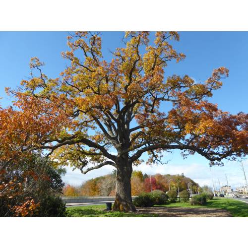 Roble blanco de Am�rica