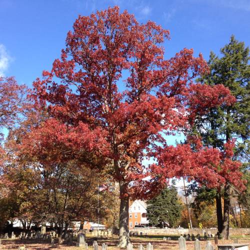 Roble blanco de Am�rica