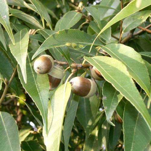 Roble con hojas de bamb�
