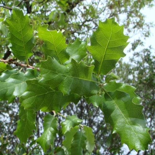 Roble carrasque�o, Quejigo