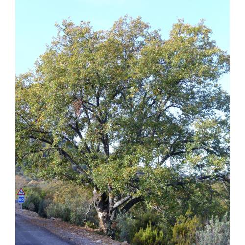 Roble carrasque�o, Quejigo