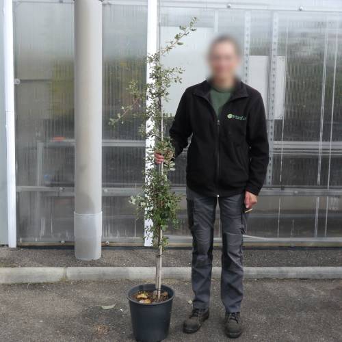 Roble carrasque�o, Quejigo
