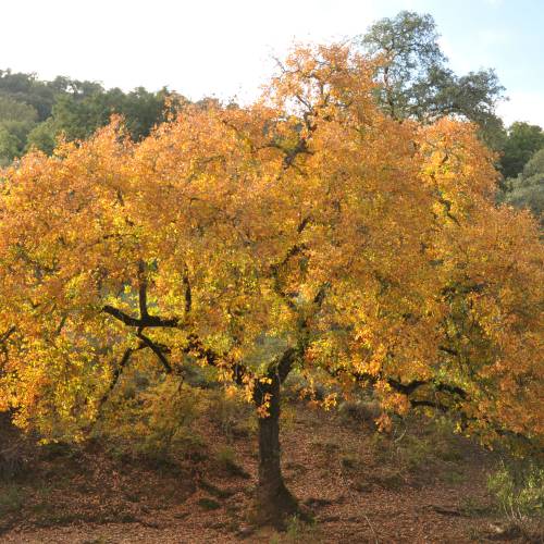 Roble carrasque�o, Quejigo