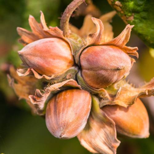 Corylus avellana Corylus avellana
