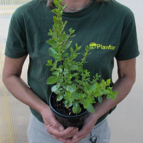 Escalonia rosa