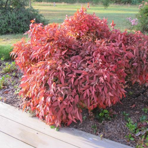 Nandina enano 'Fire Power'