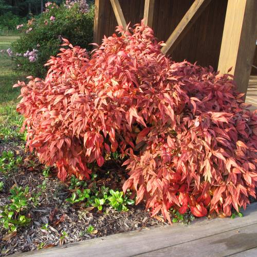 Nandina enano 'Fire Power'