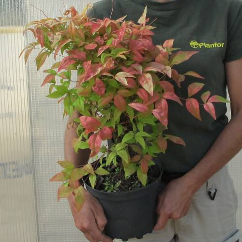 Nandina enano 'Fire Power'