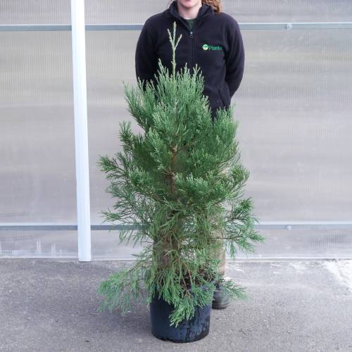Secuoya gigante