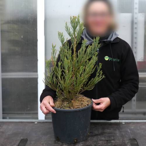 Secuoya gigante