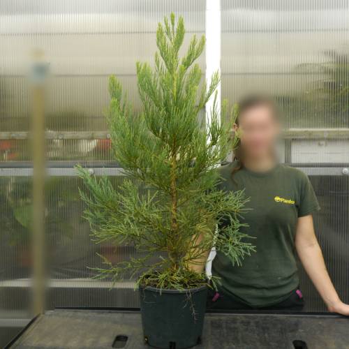 Secuoya gigante