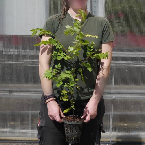 Acacia blanca